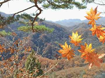 苹果商务动态壁纸软件，商务场景下的视觉盛宴